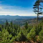 Sonnenbeleuchtete Schwarzwaldlandschaft mit grünen Tannen, klarer Fernsicht und blauem Himmel.